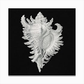 Vintage Shell,  Ernst Haeckel Canvas Print