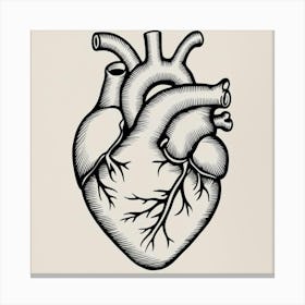 Anatomical Heart 🫀 Canvas Print