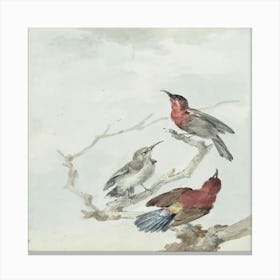 Three Birds Perched On A Branch Canvas Print