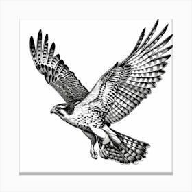 Hawk In Flight Canvas Print