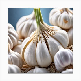 Garlic Canvas Print