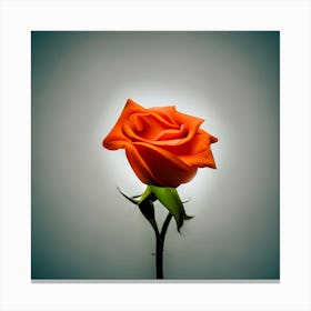 Orange Rose Canvas Print