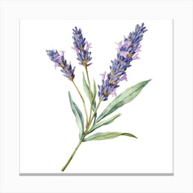 Lavender Flower Watercolor Painting Canvas Print