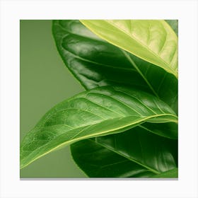 Close Up Of Green Leaves Canvas Print