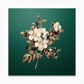 Gold Botanical White Candolle Rose on Dark Spring Green n.1964 Canvas Print