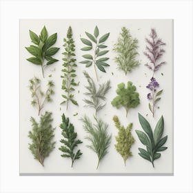 Herbal Harmony Canvas Print