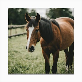 Horse In A Field 8 Canvas Print