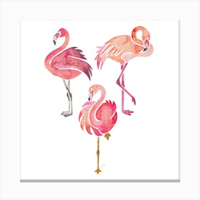 Flamingos Square Canvas Print