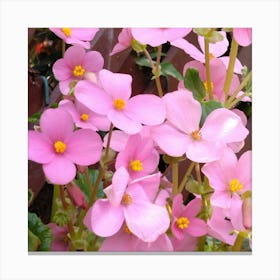 Pink Narcissus 2 Canvas Print