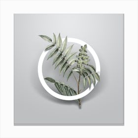 Vintage Staghorn Sumac Minimalist Flower Geometric Circle on Soft Gray n.0278 Canvas Print