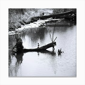 Bird Mission Creek Canvas Print