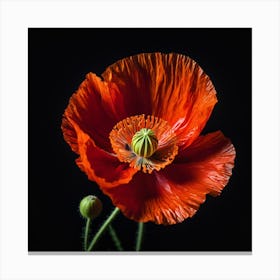 Ethereal poppy flower 2 Canvas Print