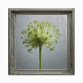 Allium Canvas Print