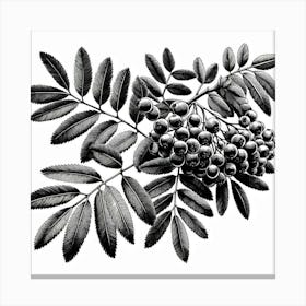 Rowan branch 3 Canvas Print