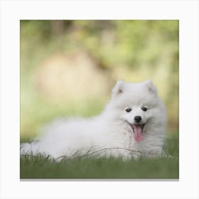 White Eskimo Dog Canvas Print