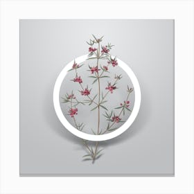 Vintage Heath Mirbelia Branch Minimalist Flower Geometric Circle on Soft Gray n.0477 Canvas Print