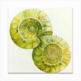 Ammonite Shells Canvas Print