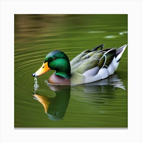 Pato Cabeza Verde Canvas Print