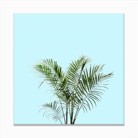 Palm Plant on Pastel Blue Wall Canvas Print