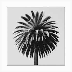 Palm Tree 6 Canvas Print