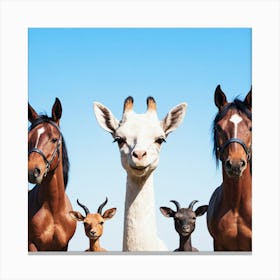 Llamas And Goats Canvas Print