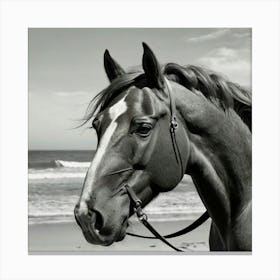 Black And White Horse On The Beach 1 Canvas Print