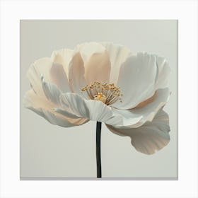 White Poppy Canvas Print