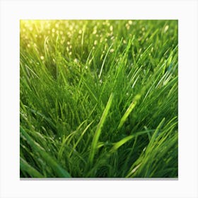 Green Grass In The Sun Canvas Print