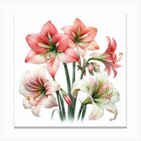 Hippeastrum 3 Canvas Print