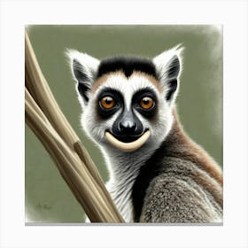 Lemur 15 Canvas Print