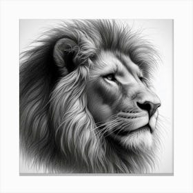 Lion Head drawing in charcoal 1 Canvas Print
