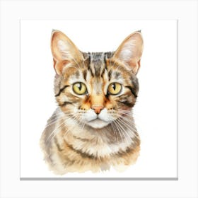 European Shorthair Cat Portrait Canvas Print