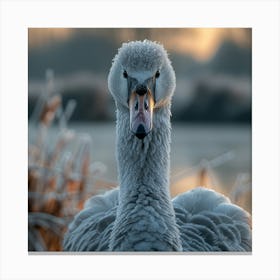 Swan In Winter Canvas Print