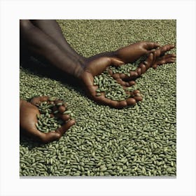 Hands Of Coffee Beans Canvas Print