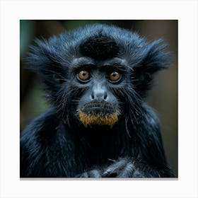 Black Monkey Canvas Print