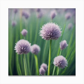 Chives 1 Canvas Print