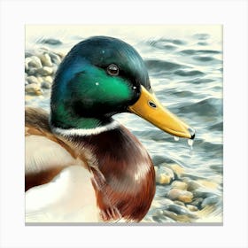 Duck at Water Color Drawing - Wild Bird Artwork 154 Canvas Print