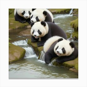 Panda Bears Canvas Print