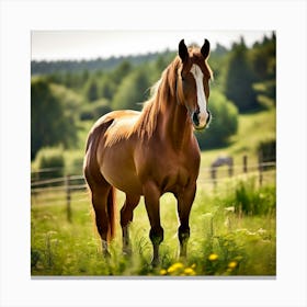 Horse In A Field 12 Canvas Print