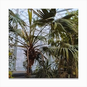 Palm Tree In A Greenhouse Canvas Print