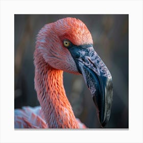 Flamingo 57 Canvas Print