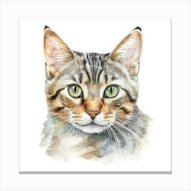 Pixie Bob Cat Portrait 2 Canvas Print