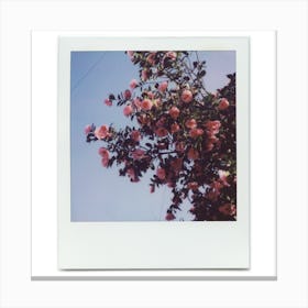 Polaroid Camellia Blossom 08 Canvas Print