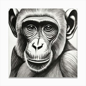 Chimpanzee Canvas Print