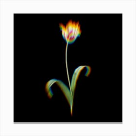 Prism Shift Didier's Tulip Botanical Illustration on Black n.0356 Canvas Print