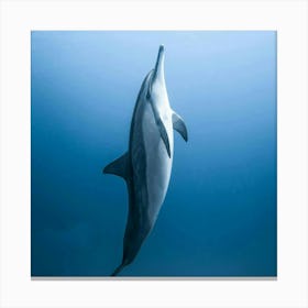 Dolphin - Dolphin Stock Videos & Royalty-Free Footage Canvas Print