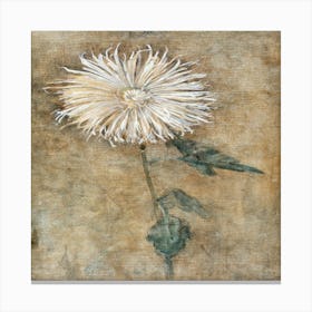 Chrysanthemum Canvas Print