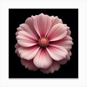 An up-close photograph of a single, light pink flower with a yellow center, against a black background Canvas Print