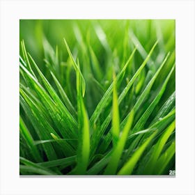 Green Grass 32 Canvas Print