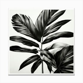 Black And White Tropical Leaves Canvas Print